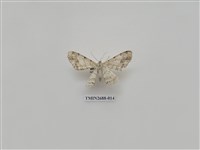 藏品(尺蛾233)的圖片